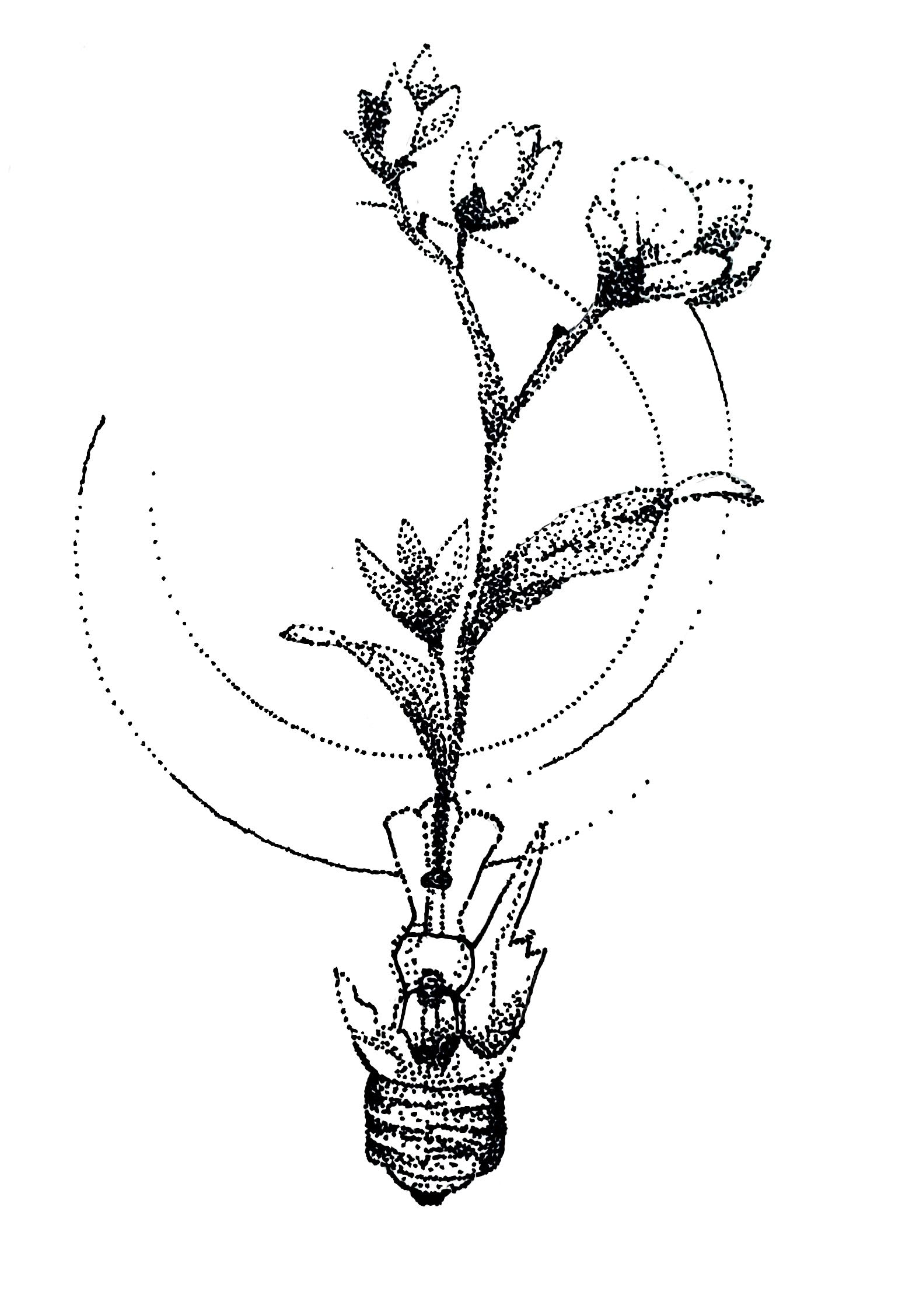 Stippling drawing of a broken light bulb and a flower growing from the center in black ink on white background